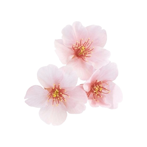 sakura flower